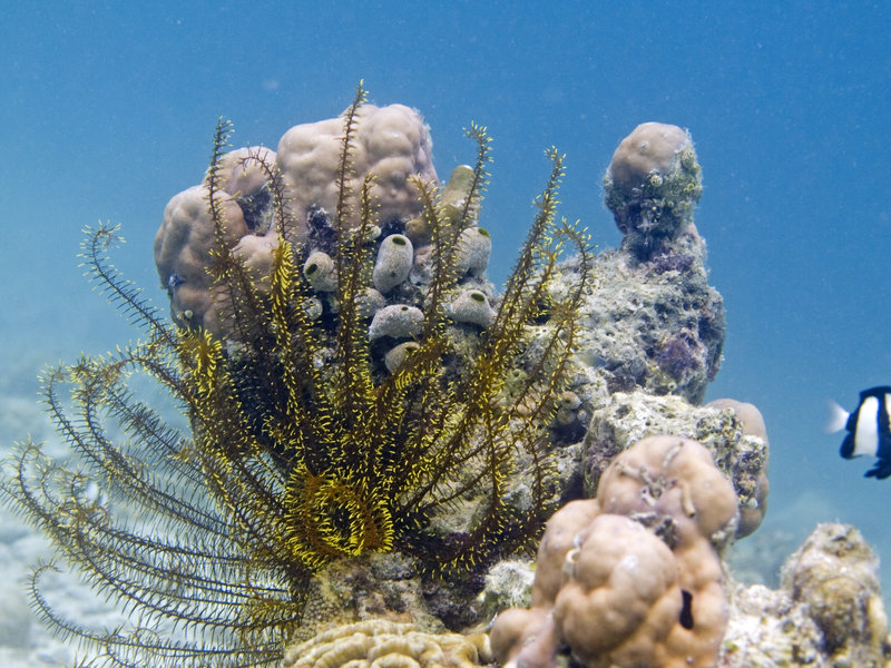 Feather Star, Sibuan West
